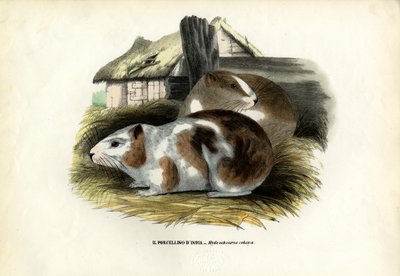 Cavy by Raimundo Petraroja
